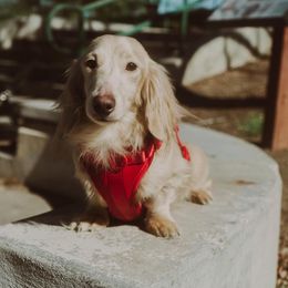 Ace - Dachshund