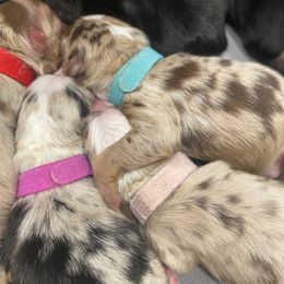 Australian Shepherd Puppies from Whitfarm Aussies