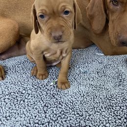 Vizsla Puppies from Valor Vizsla's