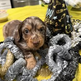Dapple dark - Dapple female Dachshund puppy in Buckeye, Arizona from Ryder's Roundup