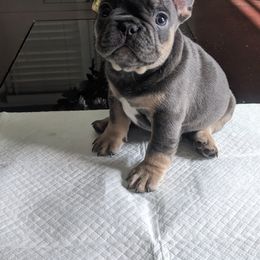 French Bulldog Puppies from Jgrfrenchies