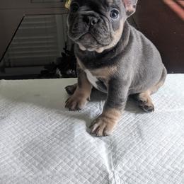 French Bulldog Puppies from Jgrfrenchies