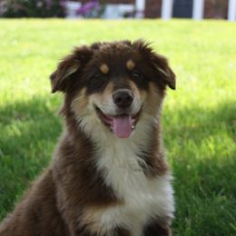 Kyoti - Australian Shepherd