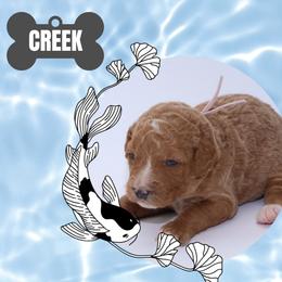 Creek - White female Bernedoodle puppy in Westminster, South Carolina from Goldendoodlepuppiessc