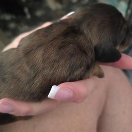 Shaded red possible brindle - Cream male Dachshund puppy in Port Charlotte, Florida from Vicki's Dachshund Crossing