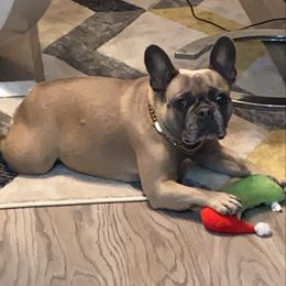 Chanel - French Bulldog