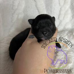 AKC DR. PEPPER - Black male Pomeranian puppy in Watkins Glen, New York from Wicked Spirits Pomeranians