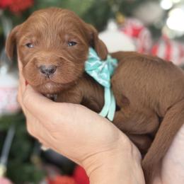 York - Teal collar male - Red  male Goldendoodle puppy in Yuciapa, California from AlltheDoodlez_