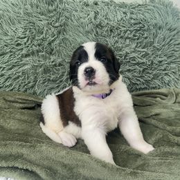 Girl 1 - Red and white Saint Bernard puppy in Albany, Georgia from Magnolia Saint Bernards