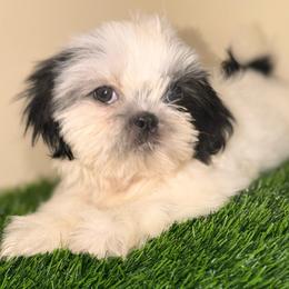 Pluto - Black and white male Shih Tzu puppy in Azusa, California from RJ Shih Tzu lover
