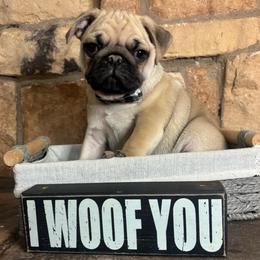 Orange collar - Fawn male Pug puppy in Tucson, Arizona from Furever Friends