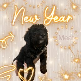 Bernedoodle Puppies from A MAYSING Bernedoodles