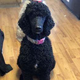 Kimber - Poodle