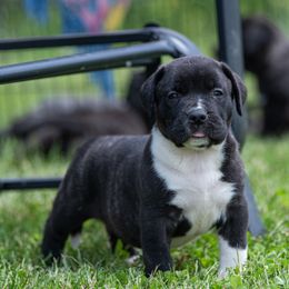Black brindle with small blaze - Tiger female Perro de Presa Canario puppy in Leitchfield, Kentucky from Rey Gladiador Presa Canario