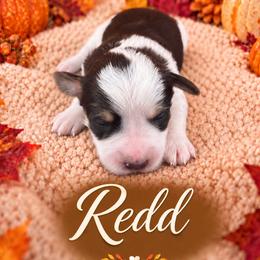 Redd - Parti male Miniature Schnauzer puppy in Sylvania, Georgia from Southern Sky Miniature Schnauzers