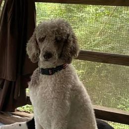 Poodles from Live Oaks Poodles
