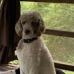 Poodles from Live Oaks Poodles
