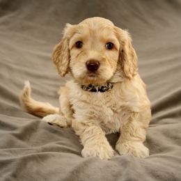 Reed - Caramel ice male Australian Labradoodle puppy in Stanwood, Washington from Victoria Creek Australian Labradoodles