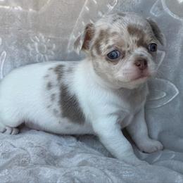 Sparkle - Chocolate blue female Chihuahua puppy in Newport Beach, California from Exotic City Pomeranians and chihuahuas
