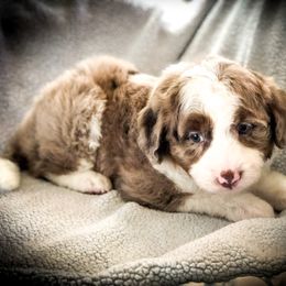 Aussiedoodle Puppies from Ohana Companions