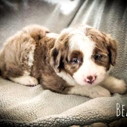 Aussiedoodle Puppies from Ohana Companions