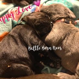 Neapolitan Mastiff Puppies from Battle Born Neos