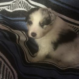 Mack - White blue merle male Shetland Sheepdog puppy in Neeley, Idaho from Bloxham Blue Shelties and Corgis