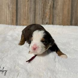Salvy - Blue merle male Bernedoodle puppy in Wamego, Kansas from Doodles of Oz