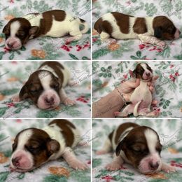 Noel - Piebald female Dachshund puppy in Gatesville, Texas from Emily’s Doxie Domain