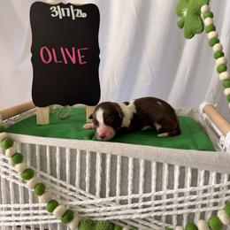 Olive - Red tri-color female Australian Shepherd puppy in Weeki Wachee, Florida from Ace of Spades Australian Shepherds