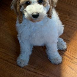 Apricot parti female - Yellow and white female Bernedoodle puppy in Clarksville, Iowa from Iowa Heartland Doodles