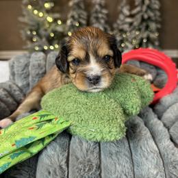 Cavalon Sparkle - white and lemon female Companion Cross puppy in Boardman, Ohio from Taliaferro Kennel