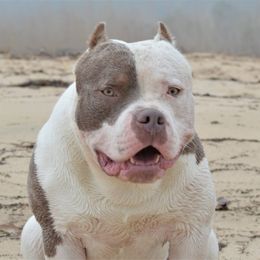 Gus - American Bully