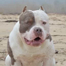 Gus - American Bully