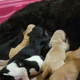 Goldendoodle Puppies from RiversDoodles