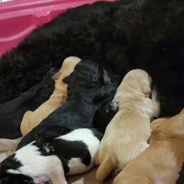 Goldendoodle Puppies from RiversDoodles