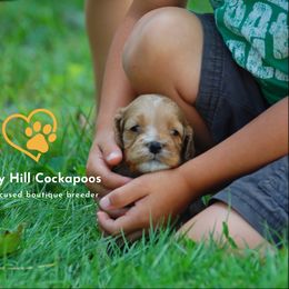 Cockapoo Puppies from Chesley Hill Cockapoos