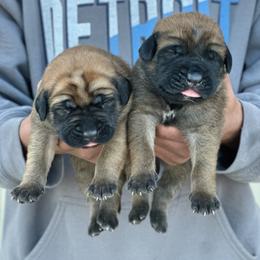 Toad - Apricot male Mastiff puppy in Wewoka, Oklahoma from P Diamond Mastiffs
