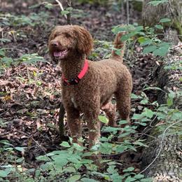 Reba - Goldendoodle