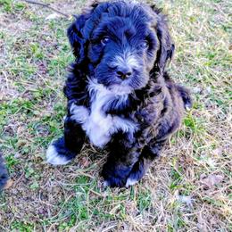 Assorted Doodle Crosses Puppies from Southern Star Goldendoodles