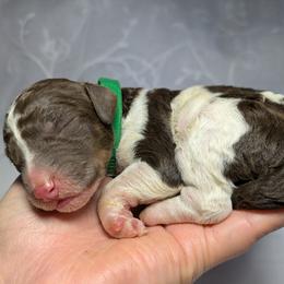 Green Collar Male - Parti male Poodle puppy in Tehama County, California from Hals Pals K9s