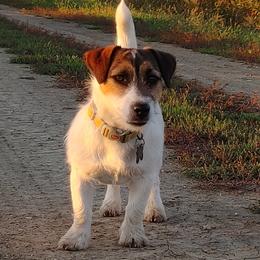 Chip - Russell Terrier