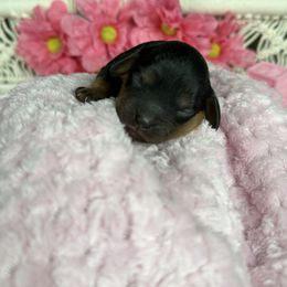 Gigi - Black and tan female Cavapoo puppy in Murray, Utah from Good Looking Dogs