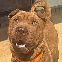 Cinnamon - Chinese Shar-Pei