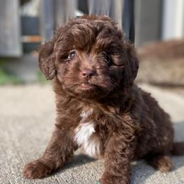Little male - Brown and white male Aussiedoodle puppy in Spring Hill, Tennessee from Duke's Mini & Toy Australian Shepherds & Aussiedoodles