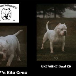 Kilo - American Bully