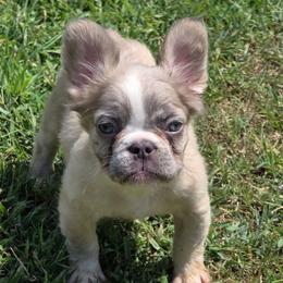 Treecko - Fawn and white male French Bulldog puppy in Miami, Oklahoma from Destiny Jones