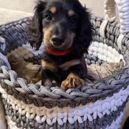 Timmy - Black and tan male Dachshund puppy in Mount Holly Springs, Pennsylvania from Miniature Dreams Dachshunds