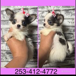Girl 1 - Blue female Chihuahua puppy in Red Bluff, California from Aye Chihuahua