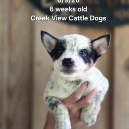 Girl 3 - Blue mottled female Australian Cattle Dog puppy in Monroe, North Carolina from Creek View Cattle Dogs